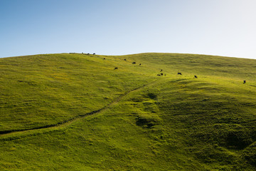 A green, grassy hill terraced by cattle grazing on a ranch with a road along the hillside - Toro...