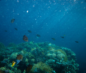 Obraz na płótnie Canvas sea fish near coral, underwater