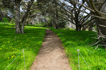 Fototapeta na wymiar A dirt path through a Monterey cypress forest and a beautiful sun-dappled green meadow with yellow wildflowers - Point Lobos near Carmel, California