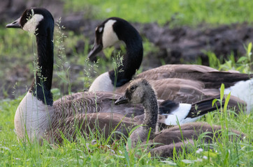 goose on grass