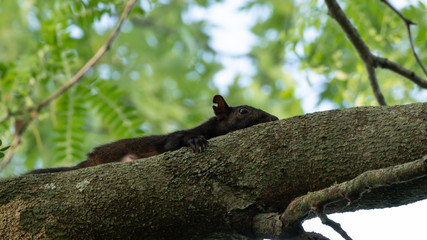squirrel in tree