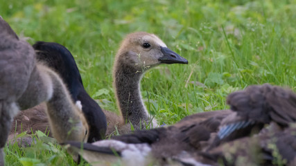 Canada Goose