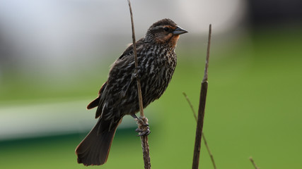 blackbird on branch