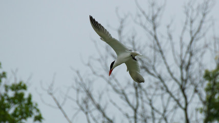 Tern Diving