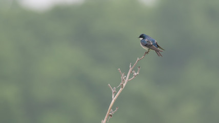 swallow
