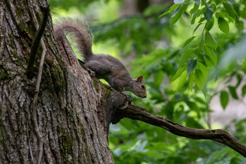Naklejka na ściany i meble Squirrel in tree