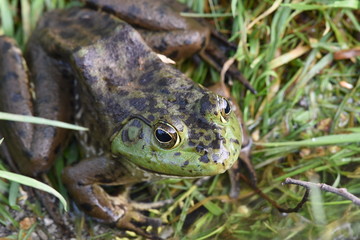 bullfrog