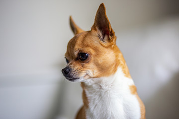 chihuahua on white background