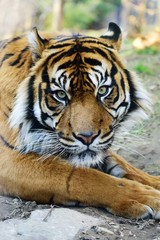 Sumatran Tiger, tiger head