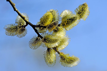 Willow flowers and blue sky