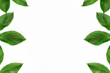 Frame of green leaves isolated on white background. Flat lay top view. Copy space.
