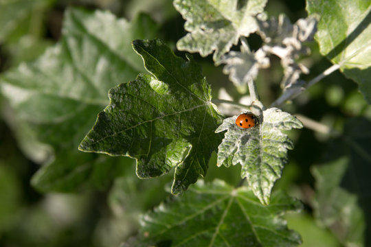 Ladybug on a leaf photo for text