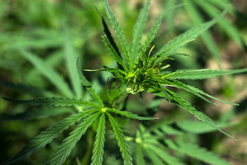 Hemp - medical plants, Cannabis is a genus of flowering plants in the family Cannabaceae. Harmful marijuana (hashish, marijuana, ganja)