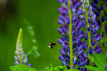 bumblebee in lupinus field