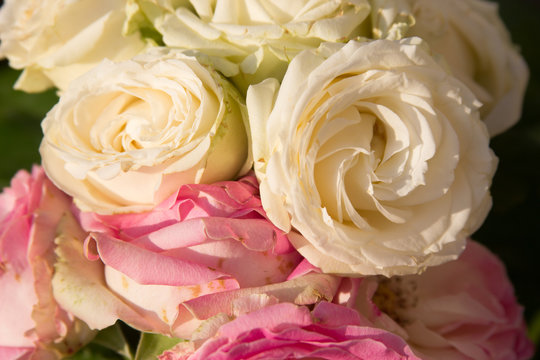 Beautiful tender roses texture photo