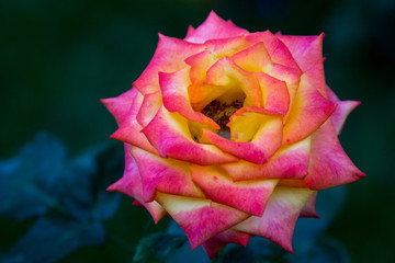 Beautiful pink rose picture for text