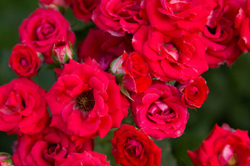 Beautiful red roses texture photo