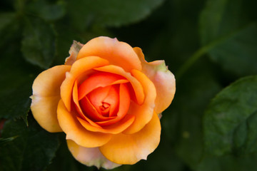 Beautiful pink orange roses texture photo