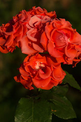 Beautiful red roses texture photo
