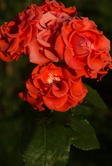 Beautiful red roses texture photo