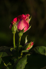 Beautiful pink roses photo for text