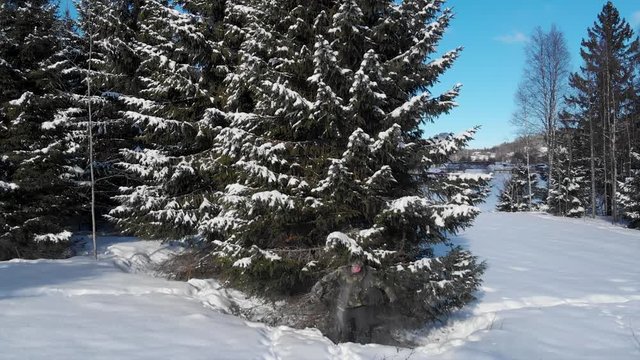 Jump under a tree, snow splash. Winter, in Trysil.