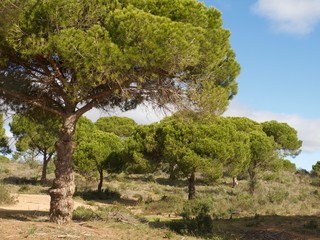 Forest of pine trees at praia da Falesia in Albufeira at the Algarve coast of Portugal