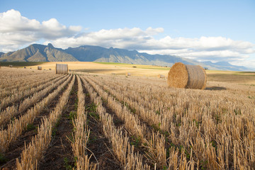 Farm land with freshly cut hay against mountain range background
