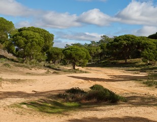 Fototapeta premium Forest of pine trees at praia da Falesia in Albufeira at the Algarve coast of Portugal
