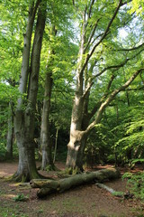 Fototapeta premium Darßwald