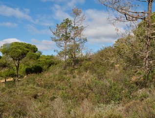 Forest of pine trees at praia da Falesia in Albufeira at the Algarve coast of Portugal