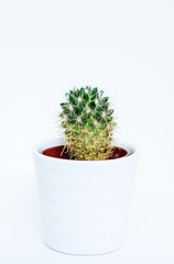 Small Beehive Cactus with 3 stems in a white flower pot isolated against white background