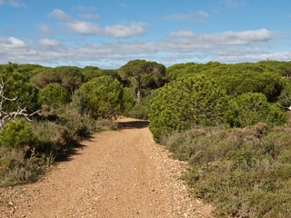 Fototapeta na wymiar Forest of pine trees at praia da Falesia in Albufeira at the Algarve coast of Portugal