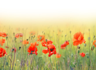 Photo landscape of beautiful red poppies flowers on a field