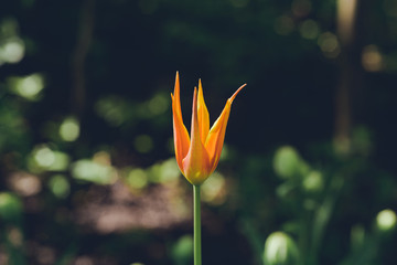 colorful tulips flowers blooming in a spring garden. tulips macro. Beautiful Spring Flowers under Sun Rays Card. 