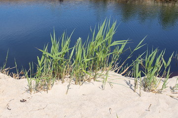 Brackwasser