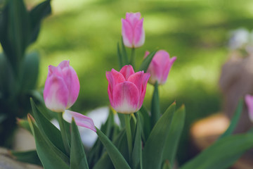 colorful tulips flowers blooming in a spring garden. pink tulips in park. Beautiful Spring Flowers under Sun Rays Card. 