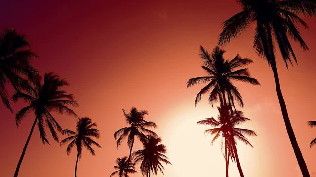 Daybreak on island. A big yellow sun rises from the palm trees. Idyllic landscape on palms beach. Red daybreak background over palms island. Asian tranquil outdoor landscape. Daybreak nature postcard