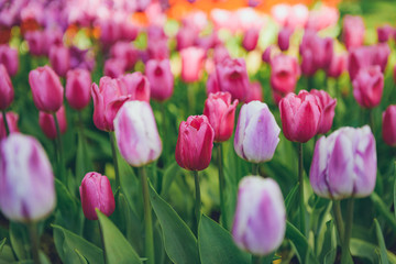 colorful tulips flowers blooming in a spring garden. pink tulips in park. Beautiful Spring Flowers under Sun Rays Card.