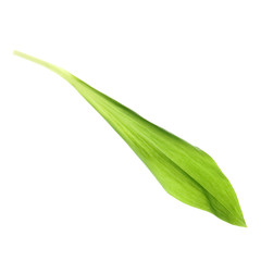 Leaf of wild garlic or ramson isolated on white