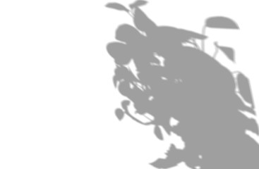 Abstract shadow of natural leaves on white background for mockup or overlay, black and white monochrome