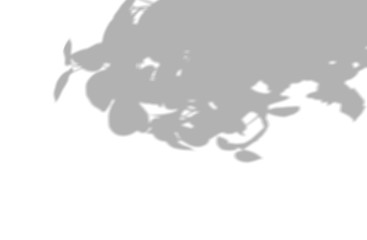 Abstract shadow of natural leaves on white background for mockup or overlay, black and white monochrome