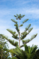 Araucaria columnaris tree, norfolk pine against blue sky