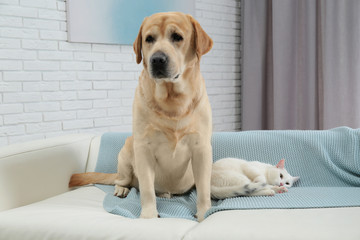 Adorable dog and cat together on sofa indoors. Friends forever