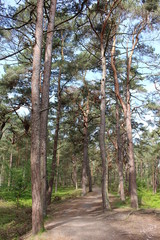 Fototapeta premium Darßwald