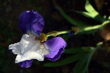 İris. Purple flower, beautiful, out of my garden	