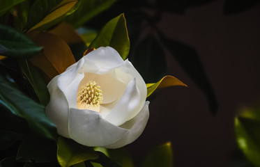 white magnolia flower closeup in a tree with dark green blurred leaf background