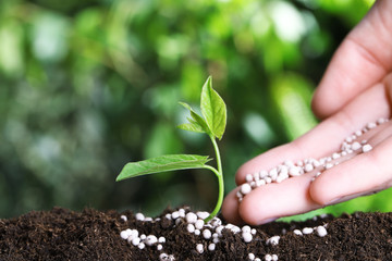 Woman fertilizing plant in soil against blurred background, closeup with space for text. Gardening...