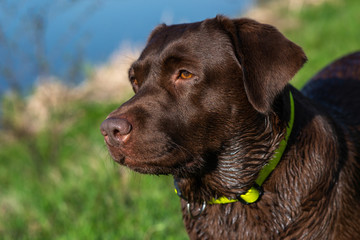 Portrait of labrador retriever closeup over the green grass outdoor