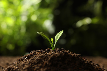 Young seedling in soil on blurred background